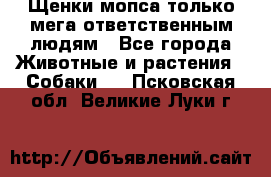 Щенки мопса только мега-ответственным людям - Все города Животные и растения » Собаки   . Псковская обл.,Великие Луки г.